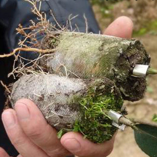Biologisch afbreekbare nonwoven kweekzakken - Duurzame plantenzakjes voor tuin & kwekerij - Bivakshop