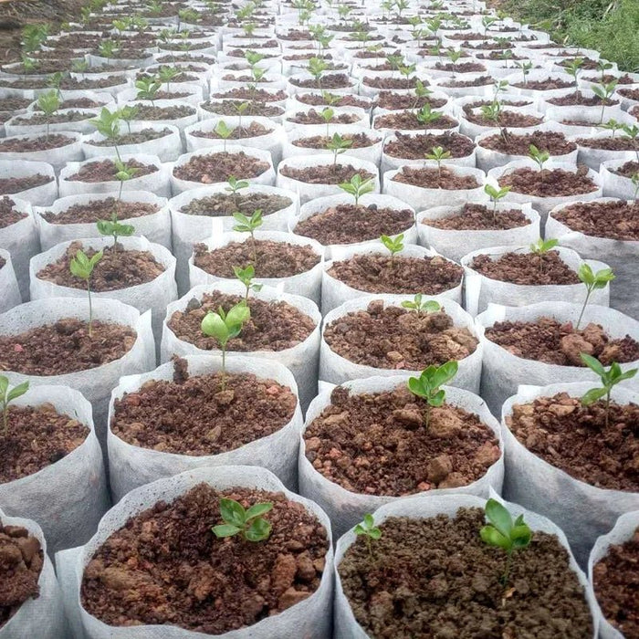 Biologisch afbreekbare nonwoven kweekzakken - Duurzame plantenzakjes voor tuin & kwekerij - Bivakshop