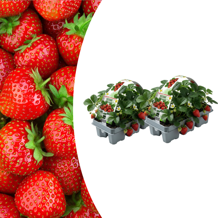 Biologische Aardbeienplanten – Fragaria – 12 stuks (2x 6 - pack) - Bivakshop