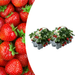 Biologische Aardbeienplanten – Fragaria – 12 stuks (2x 6 - pack) - Bivakshop