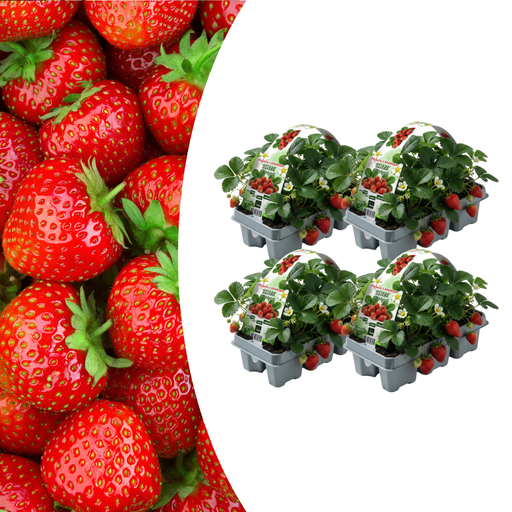 Biologische Aardbeienplanten – Fragaria – 24 stuks (4x 6 - pack) - Bivakshop