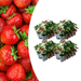 Biologische Aardbeienplanten – Fragaria – 24 stuks (4x 6 - pack) - Bivakshop