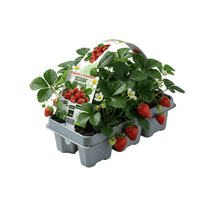 Biologische Aardbeienplanten – Fragaria – 24 stuks (4x 6 - pack) - Bivakshop