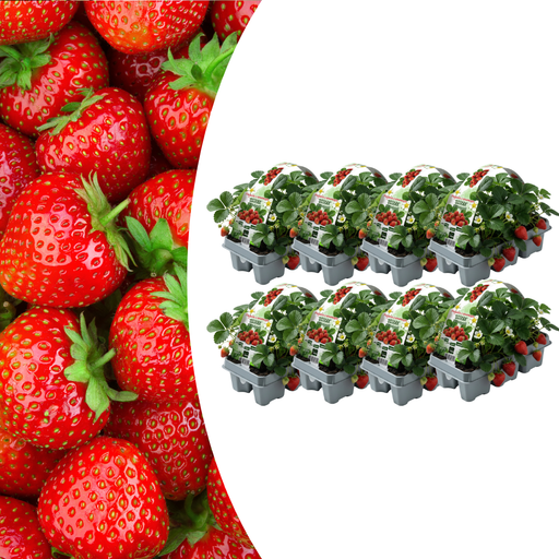 Biologische Aardbeienplanten – Fragaria – 48 stuks (8x 6 - pack) - Bivakshop