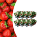 Biologische Aardbeienplanten – Fragaria – 48 stuks (8x 6 - pack) - Bivakshop