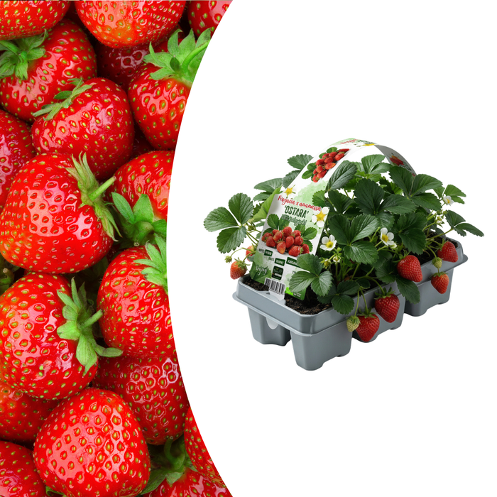 Biologische Aardbeienplanten – Fragaria – 6 Stuks - Bivakshop