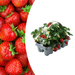 Biologische Aardbeienplanten – Fragaria – 6 Stuks - Bivakshop