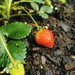 Biologische Aardbeienplanten – Fragaria – 72 stuks (12x 6 - pack) - Bivakshop