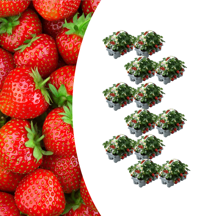 Biologische Aardbeienplanten – Fragaria – 72 stuks (12x 6 - pack) - Bivakshop