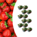 Biologische Aardbeienplanten – Fragaria – 72 stuks (12x 6 - pack) - Bivakshop