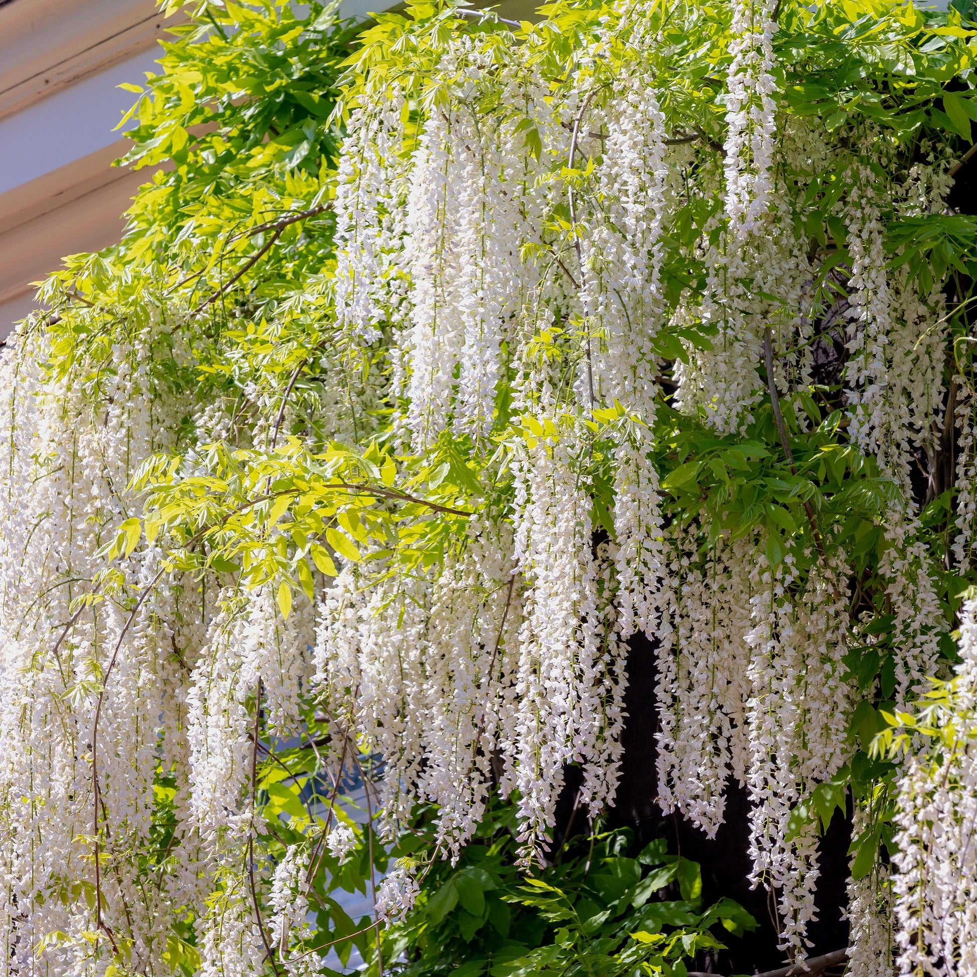 Blauwe Regen - Wisteria Floribunda 'Alba' - Bloem Wit - 1 Plant - Pot 11Cm - Hoogte 40Cm - Bivakshop