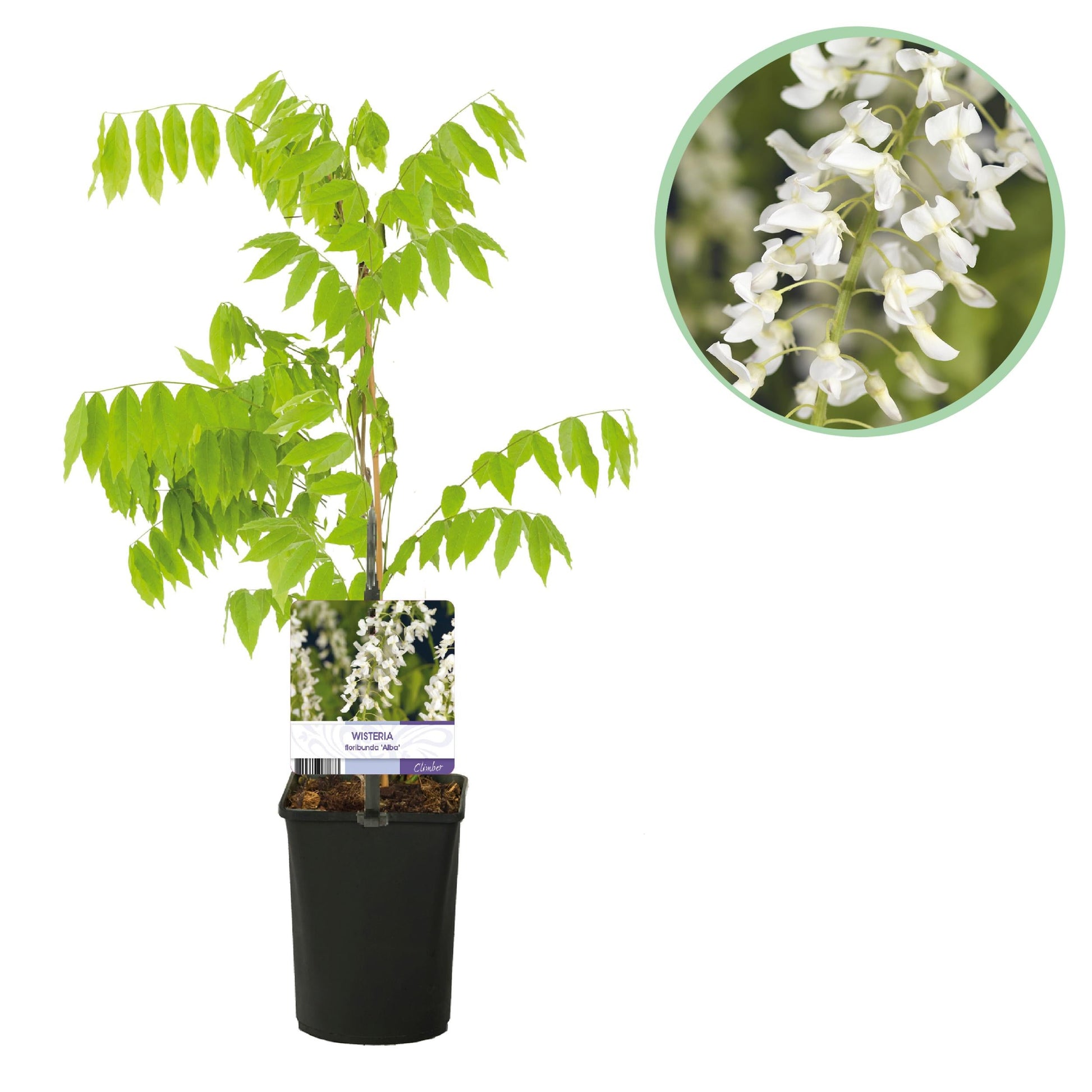 Blauwe Regen - Wisteria Floribunda 'Alba' - Bloem Wit - 1 Plant - Pot 11Cm - Hoogte 40Cm - Bivakshop