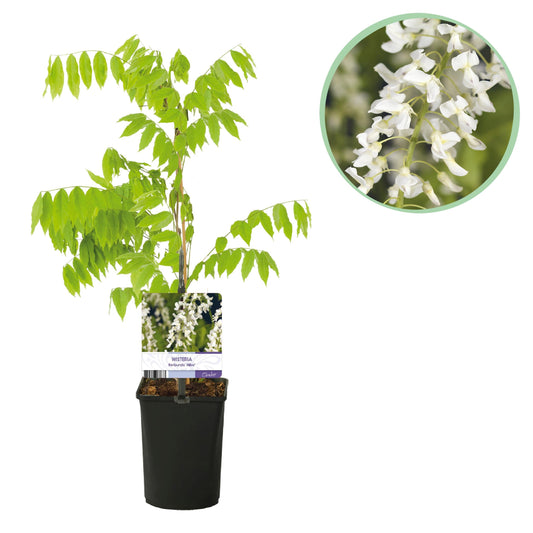 Blauwe Regen - Wisteria Floribunda 'Alba' - Bloem Wit - 1 Plant - Pot 11Cm - Hoogte 40Cm - Bivakshop