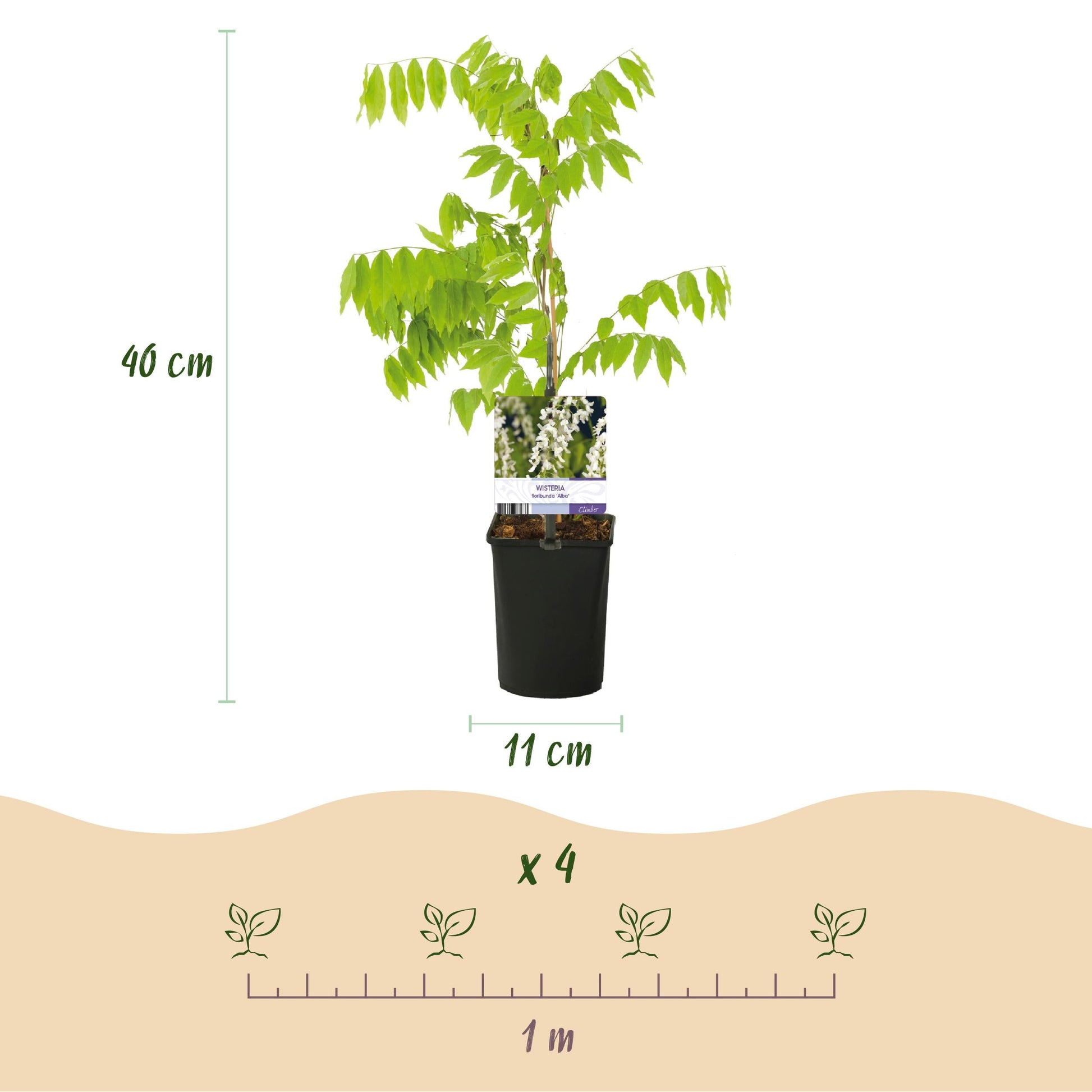 Blauwe Regen - Wisteria Floribunda 'Alba' - Bloem Wit - 1 Plant - Pot 11Cm - Hoogte 40Cm - Bivakshop