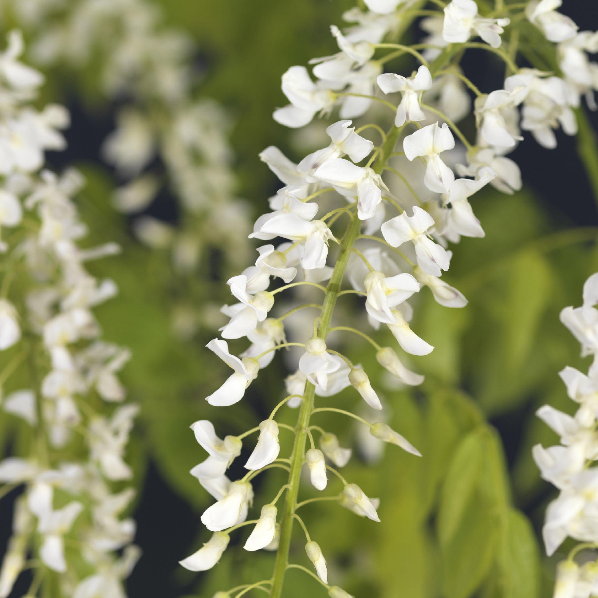 Blauwe Regen - Wisteria Floribunda 'Alba' - Bloem Wit - 1 Plant - Pot 11Cm - Hoogte 40Cm - Bivakshop