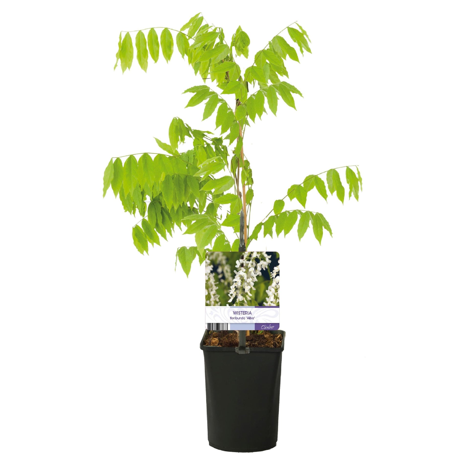 Blauwe Regen - Wisteria Floribunda 'Alba' - Bloem Wit - 1 Plant - Pot 11Cm - Hoogte 40Cm - Bivakshop