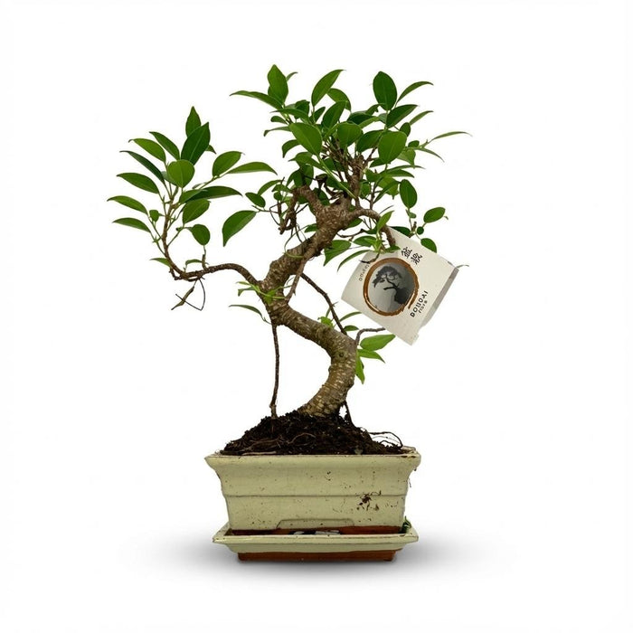 Bonsai Boom S - Vorm in Keramische Pot – Compact & Decoratief – 30–35 cm - Bivakshop
