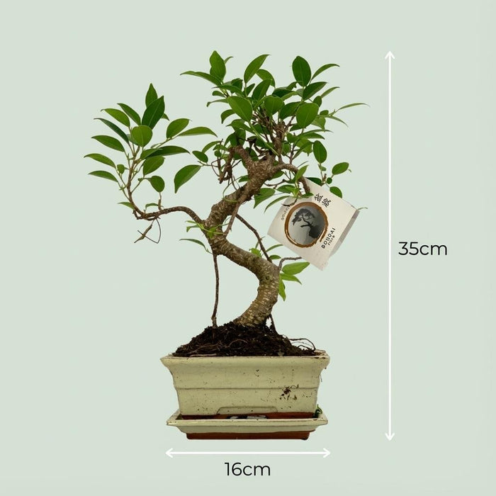 Bonsai Boom S - Vorm in Keramische Pot – Compact & Decoratief – 30–35 cm - Bivakshop
