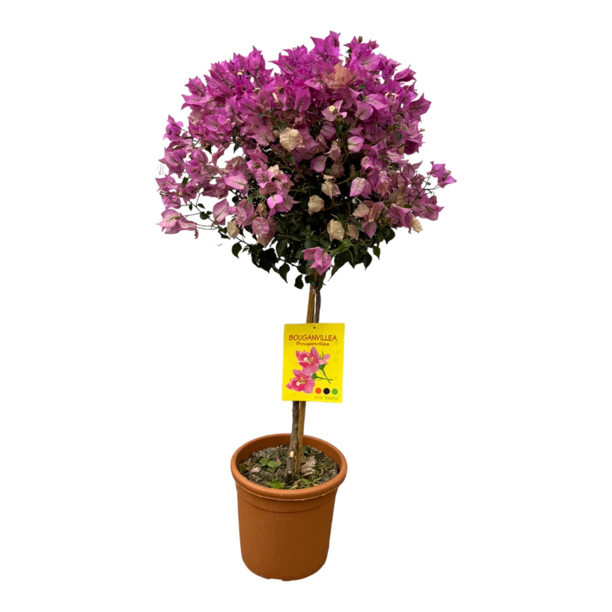 Bougainvillea Op Stam - 100 Cm - Ø21Cm - Bivakshop