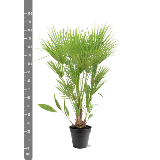 Chamaerops Humilis - 140 - 160 cm - Ø24 - Bivakshop