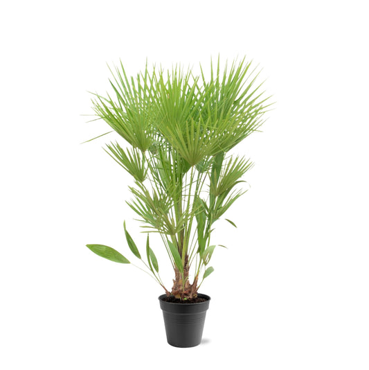 Chamaerops Humilis - 140 - 160 cm - Ø24 - Bivakshop