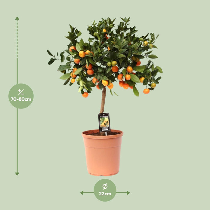 Citrus Calamondin – Citrusplant – Ø22 cm – 80 cm - Bivakshop