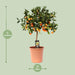 Citrus Calamondin – Citrusplant – Ø22 cm – 80 cm - Bivakshop