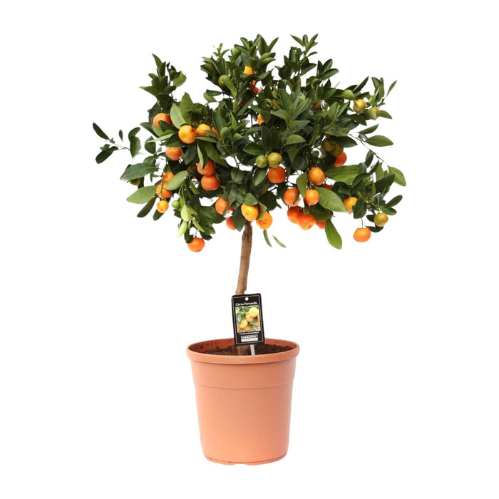 Citrus Calamondin – Citrusplant – Ø22 cm – 80 cm - Bivakshop