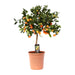 Citrus Calamondin – Citrusplant – Ø22 cm – 80 cm - Bivakshop