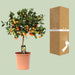 Citrus Calamondin – Citrusplant – Ø22 cm – 80 cm - Bivakshop