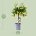 Citrus Calamondin – Citrusplant op Stam – Decoratieve Vruchten - Ø12 cm – ↕30 cm - Bivakshop