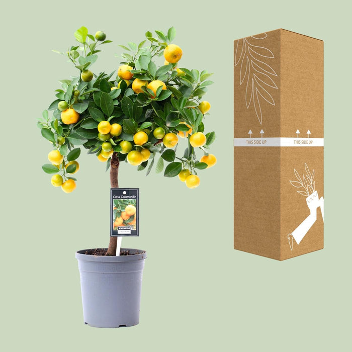 Citrus Calamondin – Citrusplant op Stam – Decoratieve Vruchten - Ø12 cm – ↕30 cm - Bivakshop