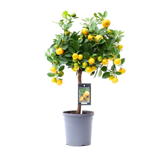 Citrus Calamondin – Citrusplant op Stam – Decoratieve Vruchten - Ø12 cm – ↕30 cm - Bivakshop
