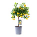 Citrus Calamondin – Citrusplant op Stam – Decoratieve Vruchten - Ø12 cm – ↕30 cm - Bivakshop