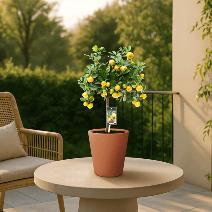 Citrus Calamondin – Citrusplant op Stam – Decoratieve Vruchten - Ø12 cm – ↕30 cm - Bivakshop