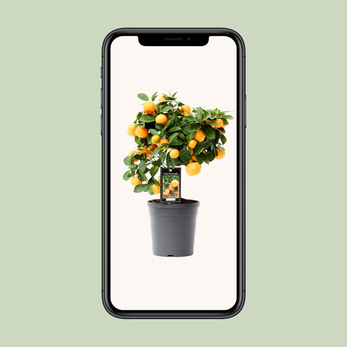 Citrus Calamondin – Ø15 cm – 40 cm - Bivakshop