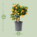 Citrus Calamondin – Ø15 cm – 40 cm - Bivakshop