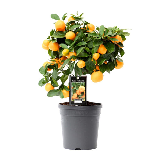 Citrus Calamondin – Ø15 cm – 40 cm - Bivakshop