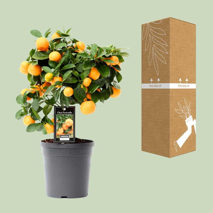 Citrus Calamondin – Ø15 cm – 40 cm - Bivakshop