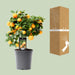 Citrus Calamondin – Ø15 cm – 40 cm - Bivakshop
