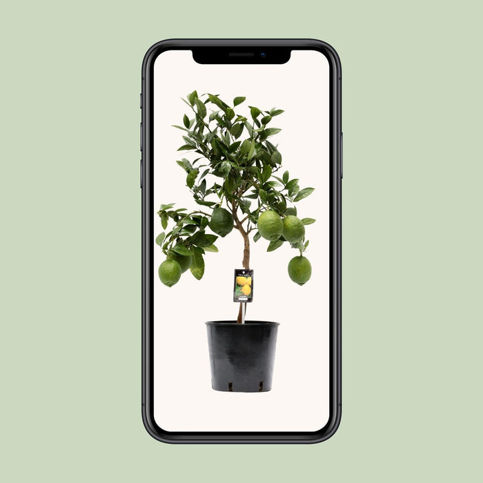 Citrus Limon – Citroenboom op Stam – Ø22 cm – 80 cm - Bivakshop
