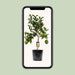 Citrus Limon – Citroenboom op Stam – Ø22 cm – 80 cm - Bivakshop
