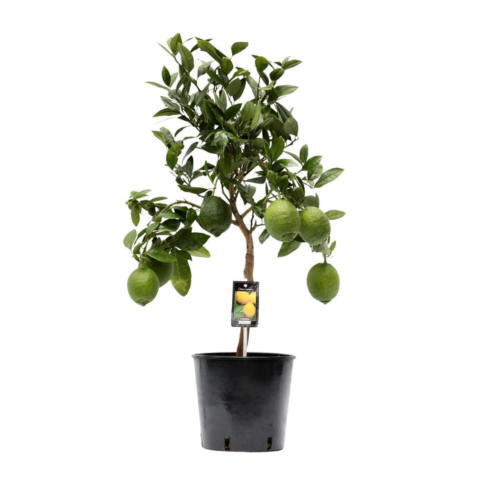Citrus Limon – Citroenboom op Stam – Ø22 cm – 80 cm - Bivakshop