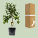 Citrus Limon – Citroenboom op Stam – Ø22 cm – 80 cm - Bivakshop