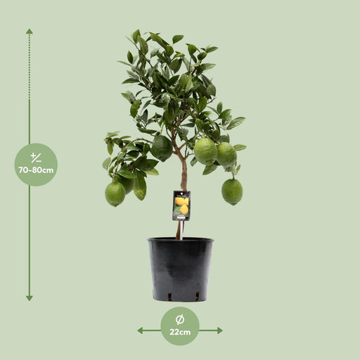 Citrus Limon – Citroenboom op Stam – Ø22 cm – 80 cm - Bivakshop