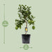 Citrus Limon – Citroenboom op Stam – Ø22 cm – 80 cm - Bivakshop