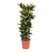 Codiaeum Iceton – Kleurrijke Croton – 140 cm – Exotische Kamerplant - Bivakshop