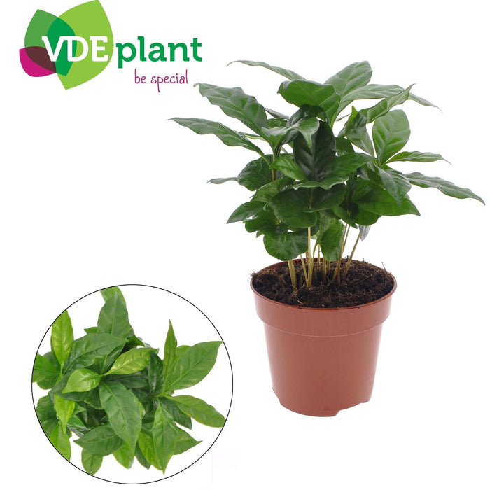 Coffea Arabica – Koffieplant – Ø12 cm – ↕30 cm - Bivakshop