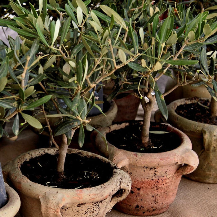 Culvita – Mediterrane Potgrond – 40L – RhizoPlus & Kokos - Bivakshop