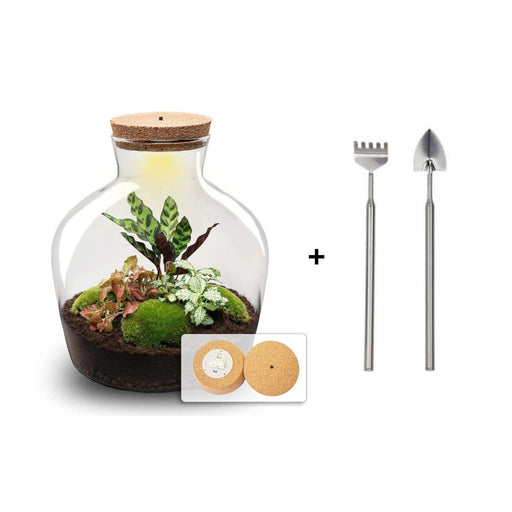 DIY Terrarium - Fat Joe Rood - ↕ 30 cm + Rake & Shovel - Zelfvoorzienend Ecosysteem - Bivakshop